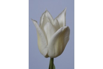 WHITE TRIUMPHATOR